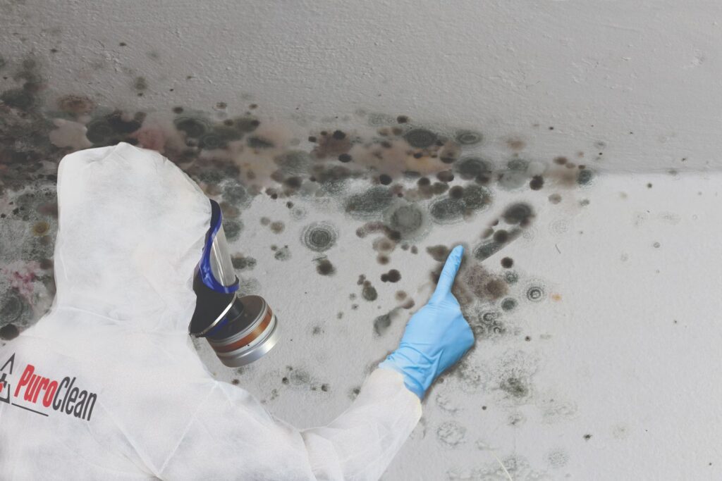 professional mold remediation by Puroclean Romeoville