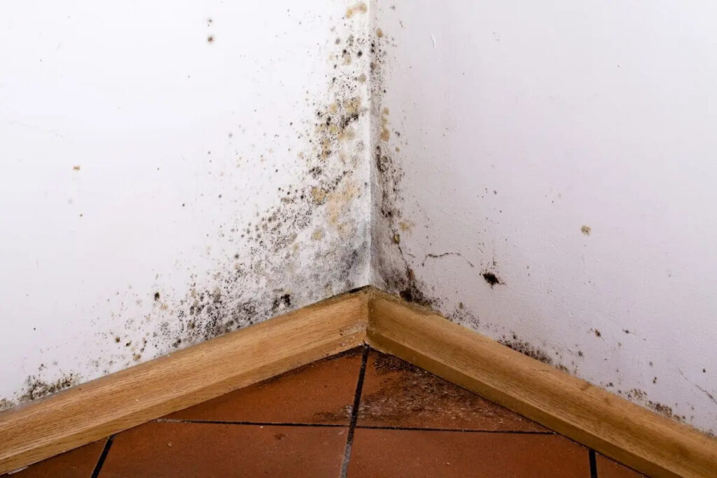 Mold on the walls? Here's how to get rid of it