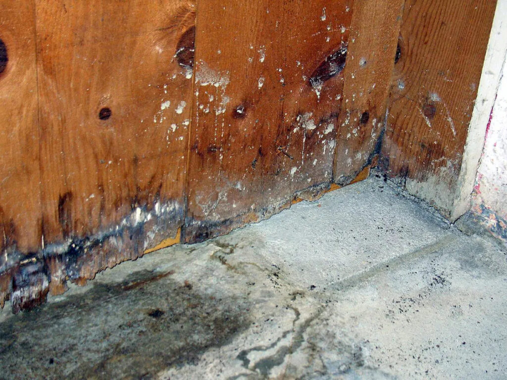 moldy floor and wood paneling
