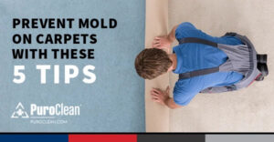 Prevent Mold on Carpets with these 5 tips