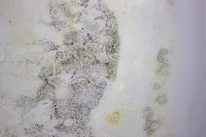 Extensive black and yellow mold covers a textured white wall, indicating moisture damage. TITLE