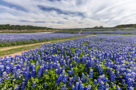 Austin TX bluebonnets