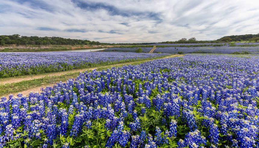 Austin TX bluebonnets