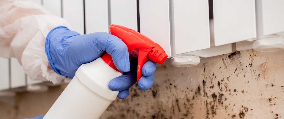 mold removal techniques
