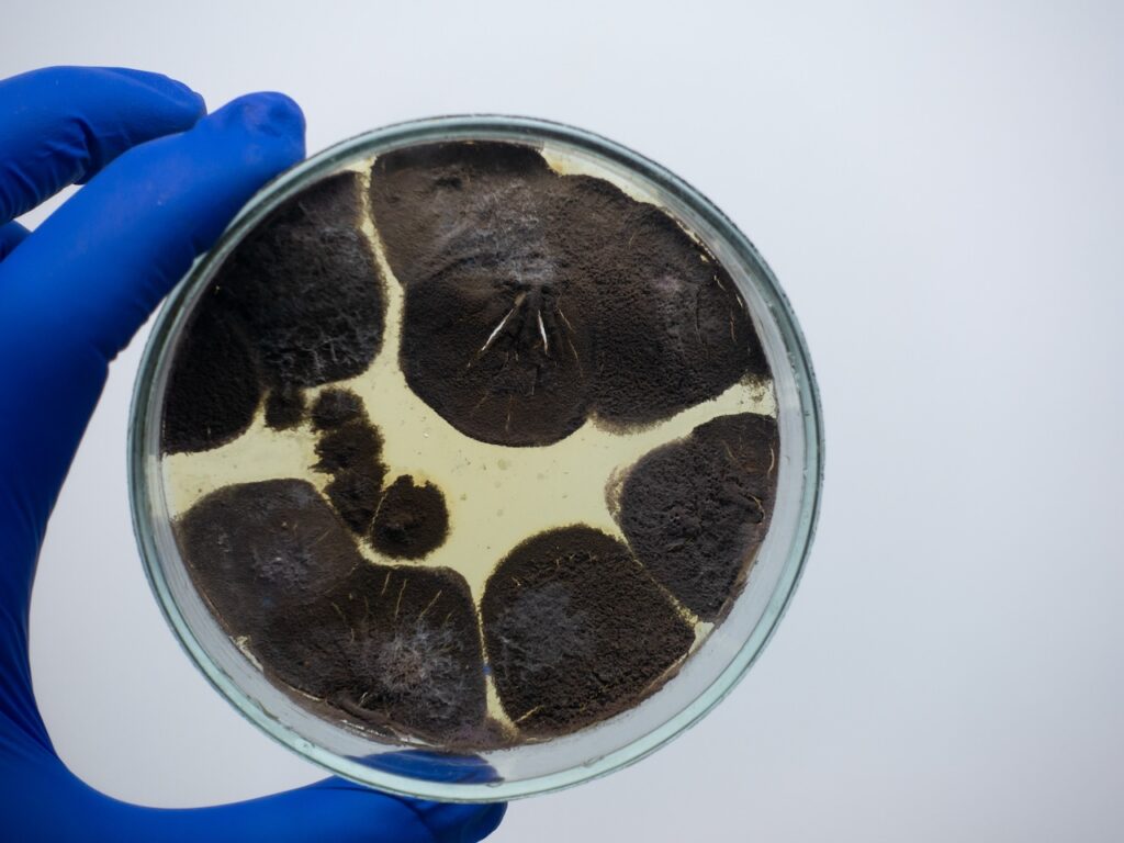 how to check for black mold