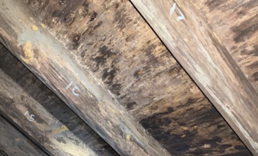 crawl space mold cleanup