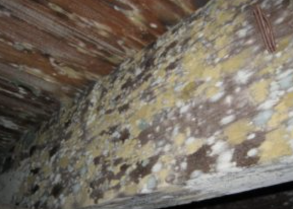 attic mold cleanup diamond bar