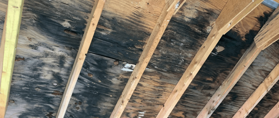 attic mold removal diamond bar