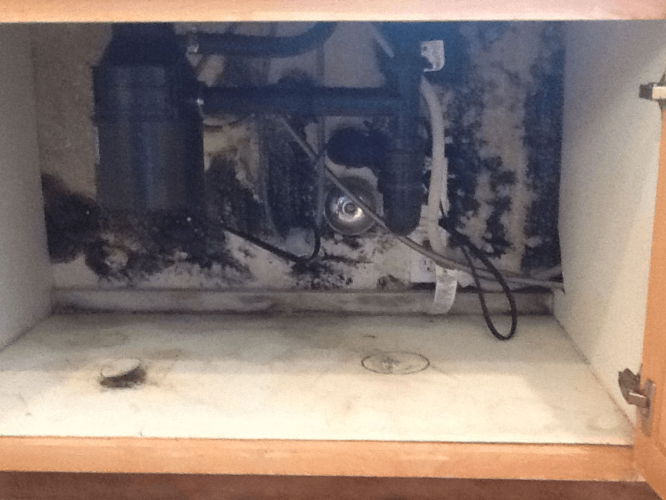 “Dealing with Mold: Under the Kitchen Sink”