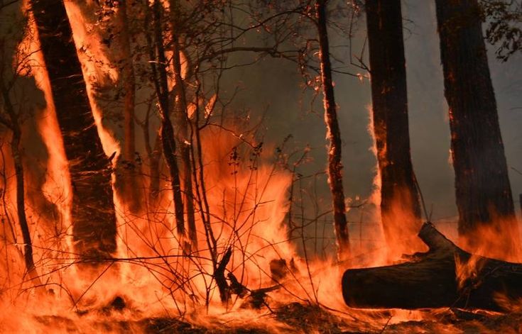 Staying Safe Indoors: Tips for Maintaining Healthy Air During Wildfire Season