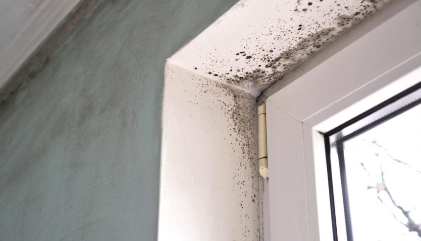 how to detect mold in your home