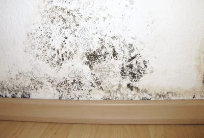 black mold health risks