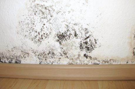 black mold health risks