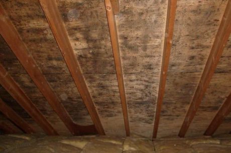 Attic Mold Removal Guide 2026: Causes, Symptoms & Effective Solutions