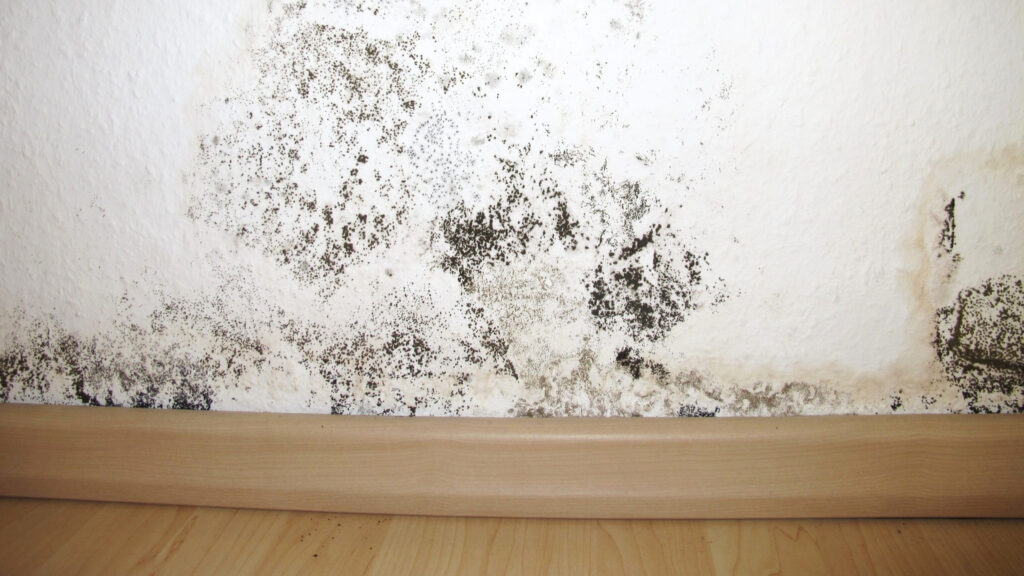 black mold health risks