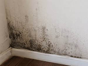 mold vs mildew vs dirt