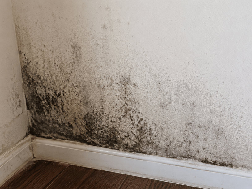 mold vs mildew vs dirt