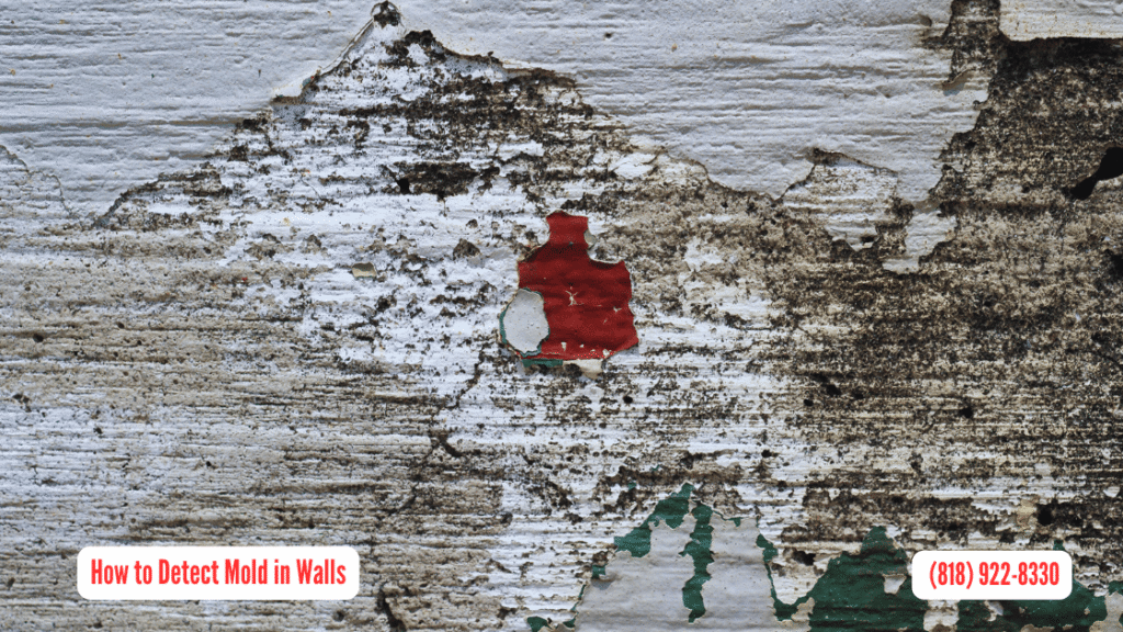 How to Detect Mold in Walls in San Fernando