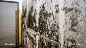 Mold Remediation