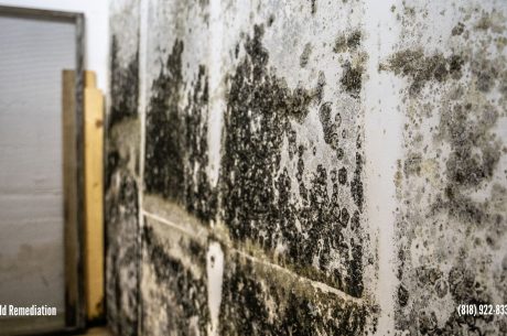 Mold Remediation