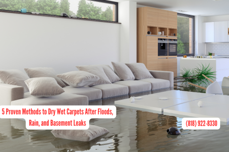 Dry Wet Carpet