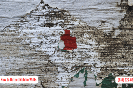 How to Detect Mold in Walls in San Fernando
