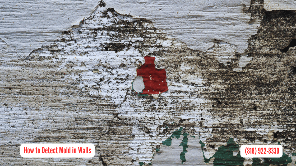 How to Detect Mold in Walls in San Fernando: Guide for Homeowners and Property Managers