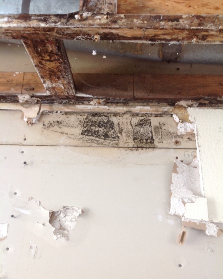 Mold caused by the water damage.