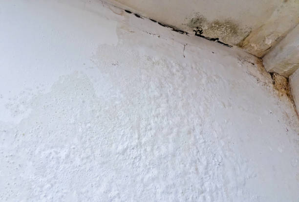 dangers of white mold