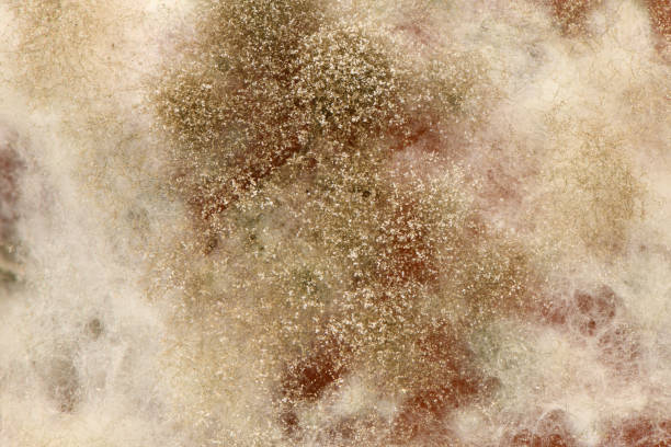 can white mold make you sick