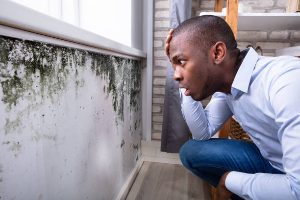 Is White Mold Dangerous to Your Health?