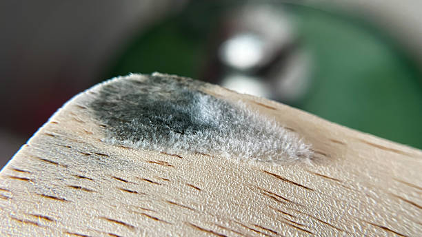 fuzzy mold on wood