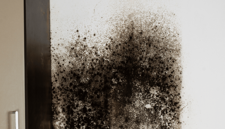 mold removal oak ridge