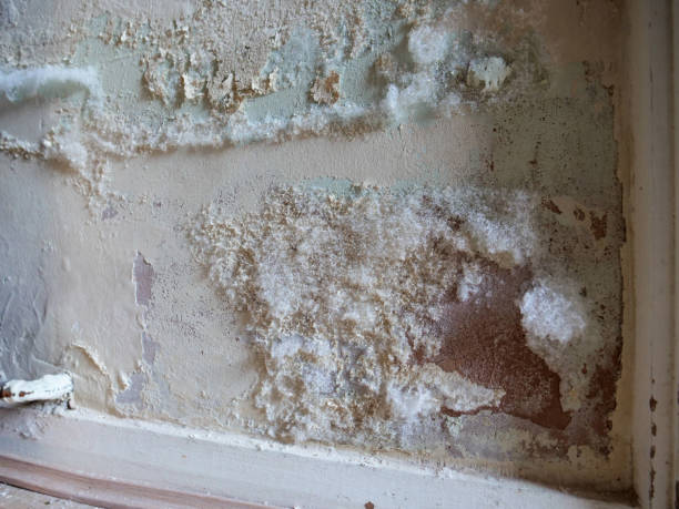 Got White Mold? Here’s What It Could Be Doing to Your Home