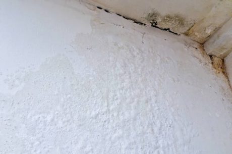 Is White Mold Dangerous Claims Investigated: 7 Alarming Discoveries You Need to Know