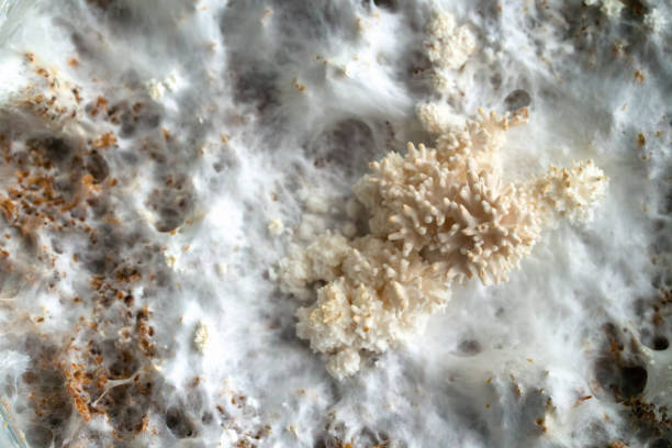Can White Mold Make You Sick? Debunking 5 Dangerous Myths About ‘Harmless’ Mold