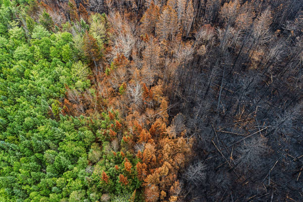 wildfire aftermath in santa maria