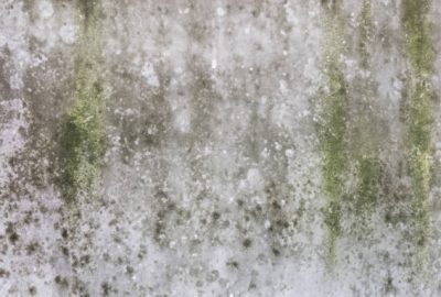 can white mold kill you