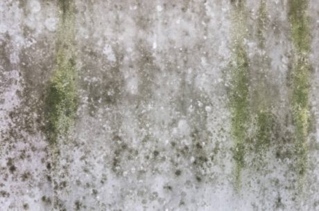 Underestimated: Answering the Question of Is White Mold Dangerous? 9 Alarming Ways It Attacks Your Body