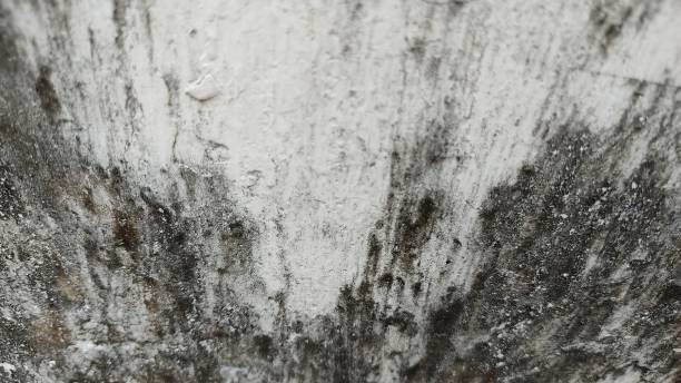 can white mold kill you