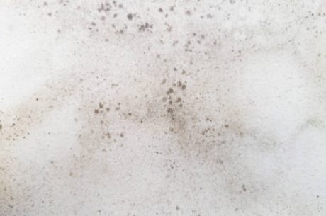 is white mold dangerous or just ugly