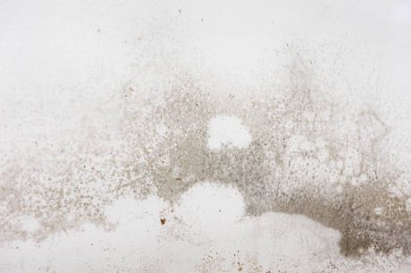 Busted: Is White Mold as Dangerous as Claimed? 6 Deadly Myths Putting Santa Maria Families at Serious Risk