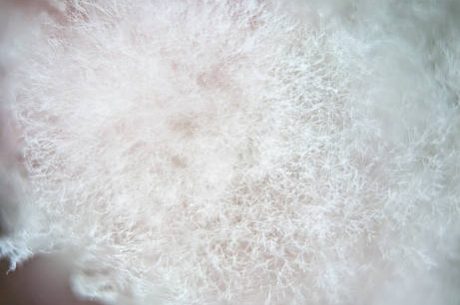White Mold or Efflorescence Difference: 4 Simple Methods to Identify Fast