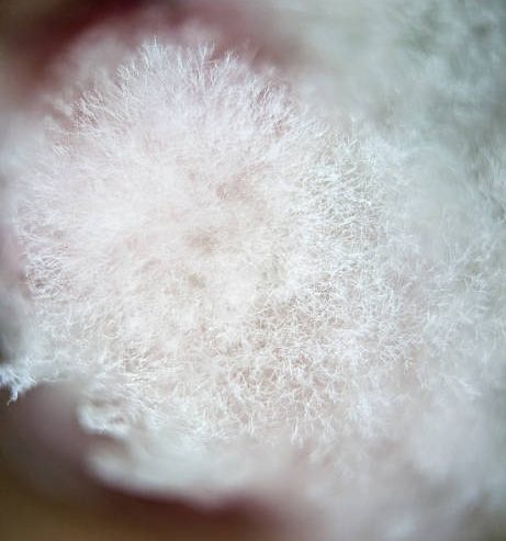 White Mold or Efflorescence Difference: 4 Simple Methods to Identify Fast