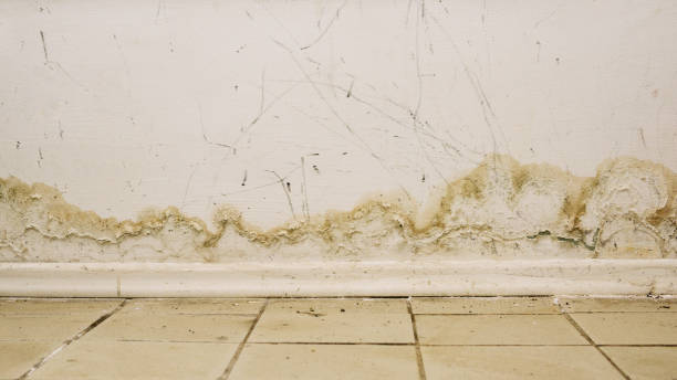 Is White Mold Dangerous After Water Damage