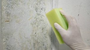 Is White Mold Dangerous to Clean? 8 DIY Mistakes That Make Contamination Worse
