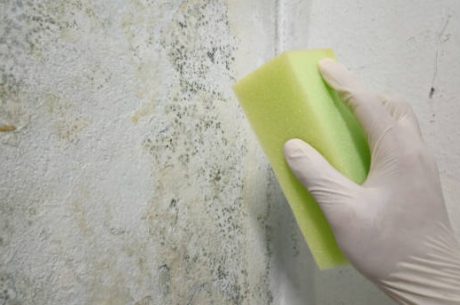 Is White Mold Dangerous to Clean? 8 DIY Mistakes That Make Contamination Worse