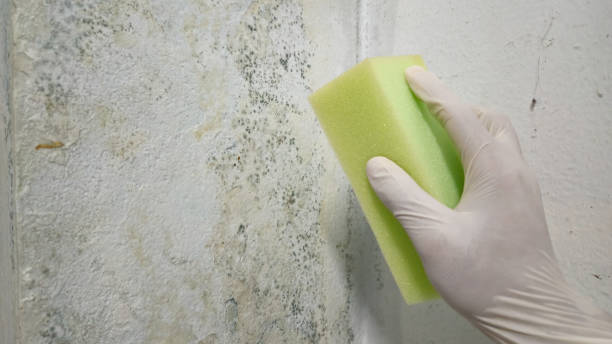 Is White Mold Dangerous to Clean? 8 DIY Mistakes That Make Contamination Worse