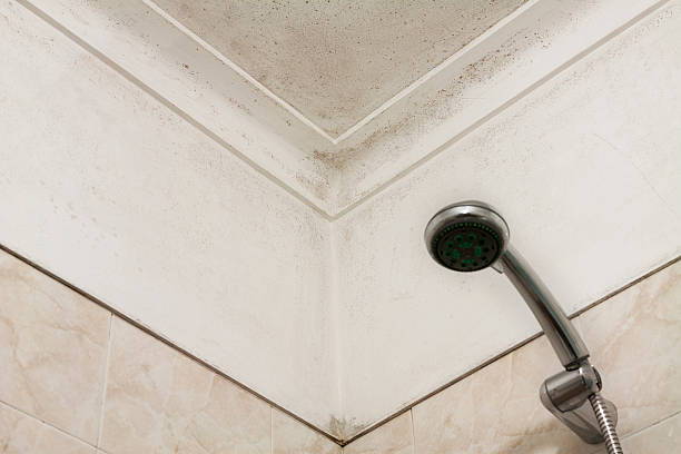 Is White Mold Dangerous in Bathrooms? 10 Daily Exposure Risks You’re Ignoring Every Morning