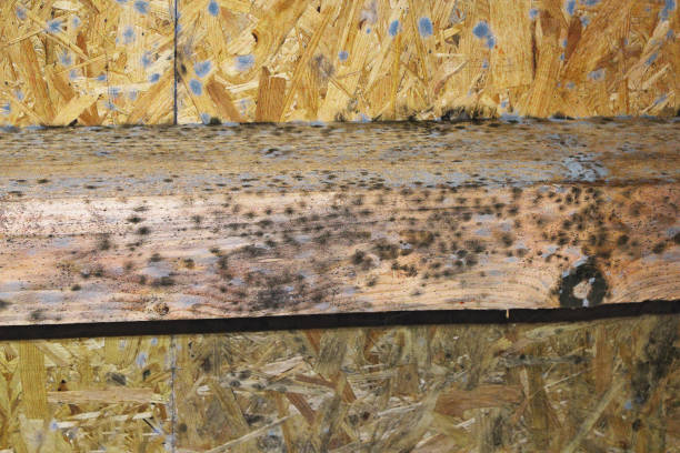 fuzzy mold on wood